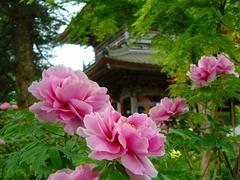 隆国寺の牡丹, 7kaji.jp_89.jpg